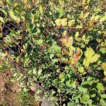 Keçiboynuzu Fidanı Aşısız 20 cm