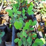 Keçiboynuzu Fidanı Aşılı 20 cm