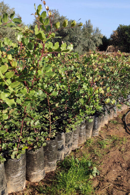 toprak-plant-gallery-001