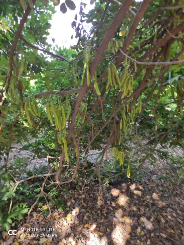 toprak-plant-gallery-002