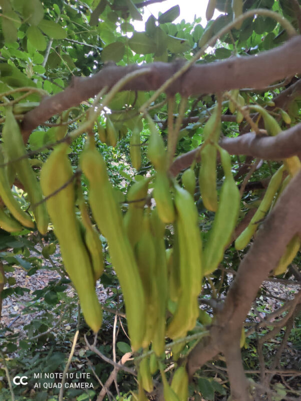 toprak-plant-gallery-003