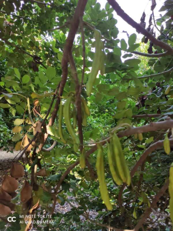 toprak-plant-gallery-004