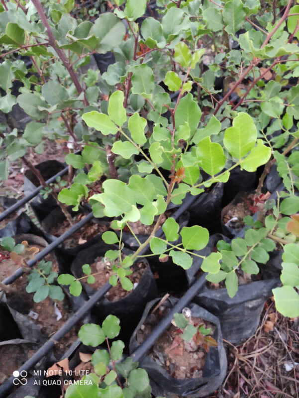 toprak-plant-gallery-005