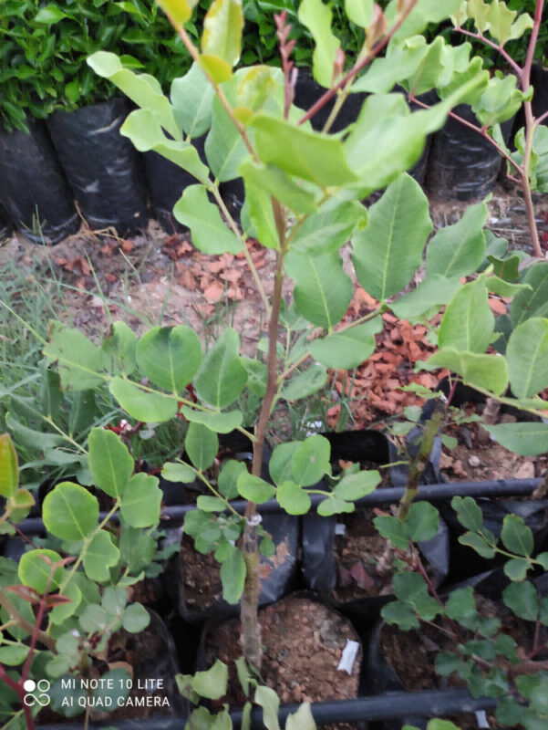 toprak-plant-gallery-006