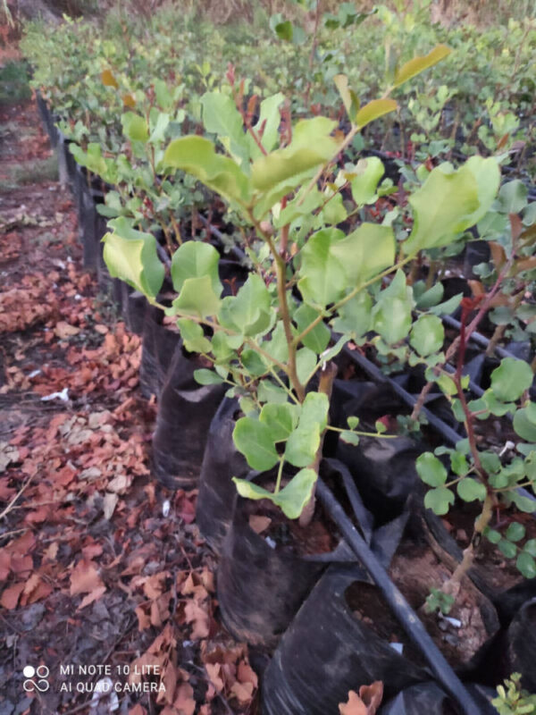 toprak-plant-gallery-007