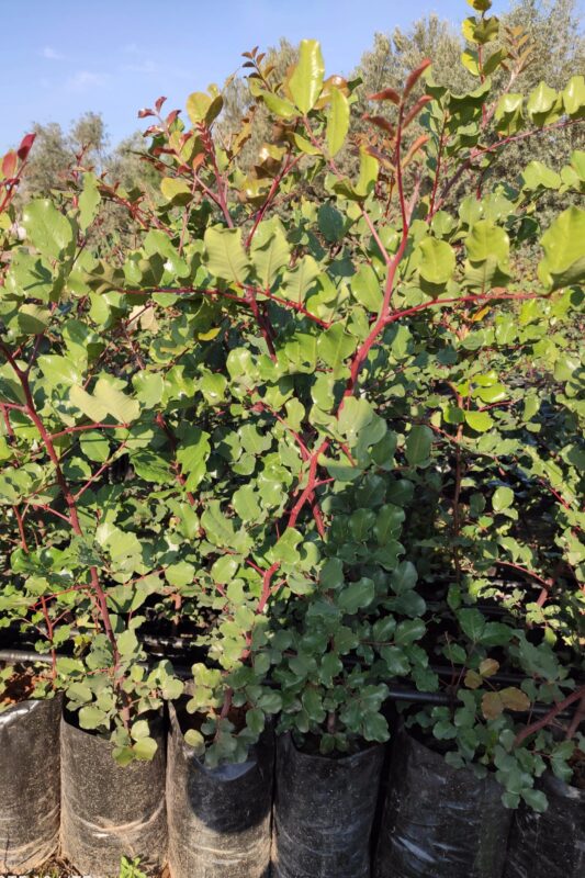 toprak-plant-gallery-008