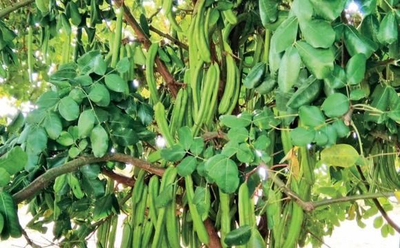 toprak-plant-galeri-002